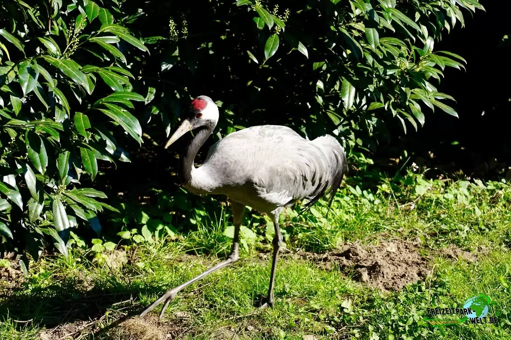 Mandschurenkranich im Vogelpark Heiligenkirchen - 2017