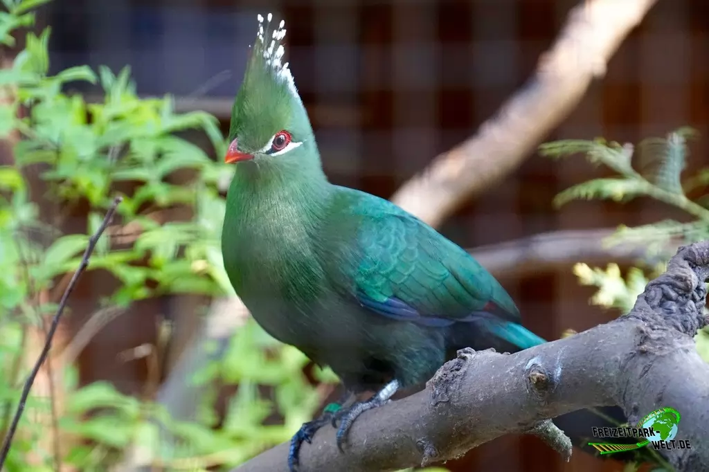 Livingstone-Turako im Vogelpark Heiligenkirchen - 2017