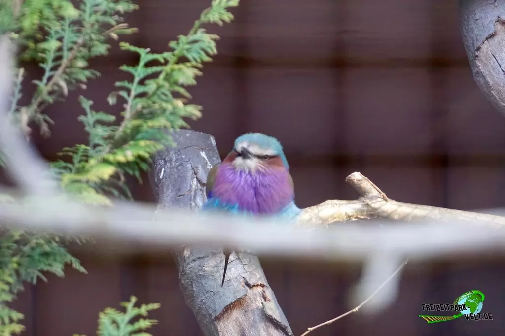 Gabelracke im Vogelpark Heiligenkirchen - 2017