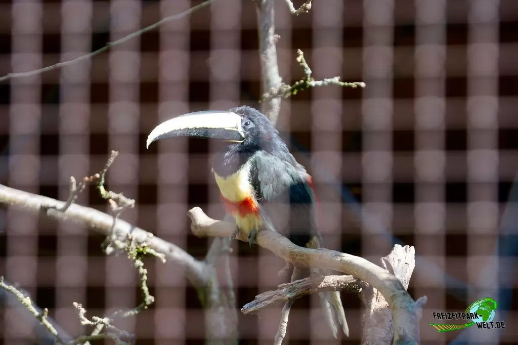 Schwarzkehlarassari im Vogelpark Heiligenkirchen - 2017