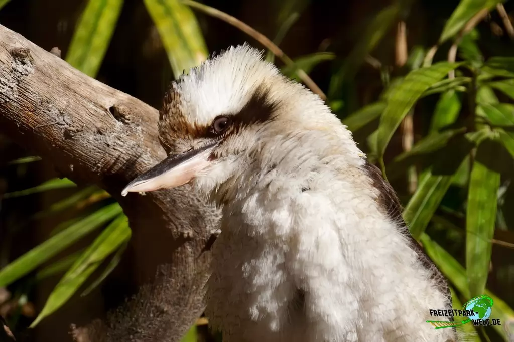 Lachender Hans im Vogelpark Heiligenkirchen - 2017