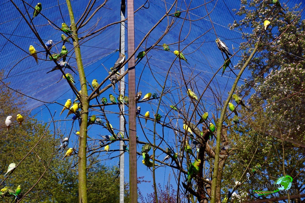 Freiflug-Voliere - Vogelpark Heiligenkirchen