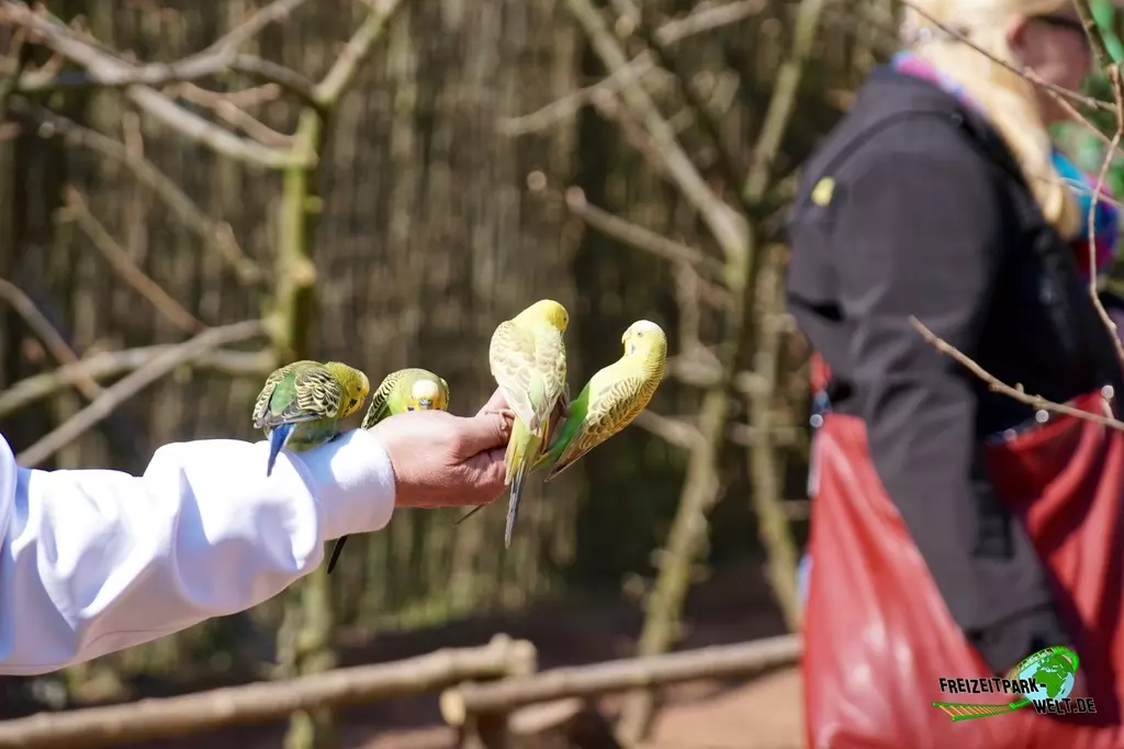 Wellensittich im Vogelpark Heiligenkirchen - 2017