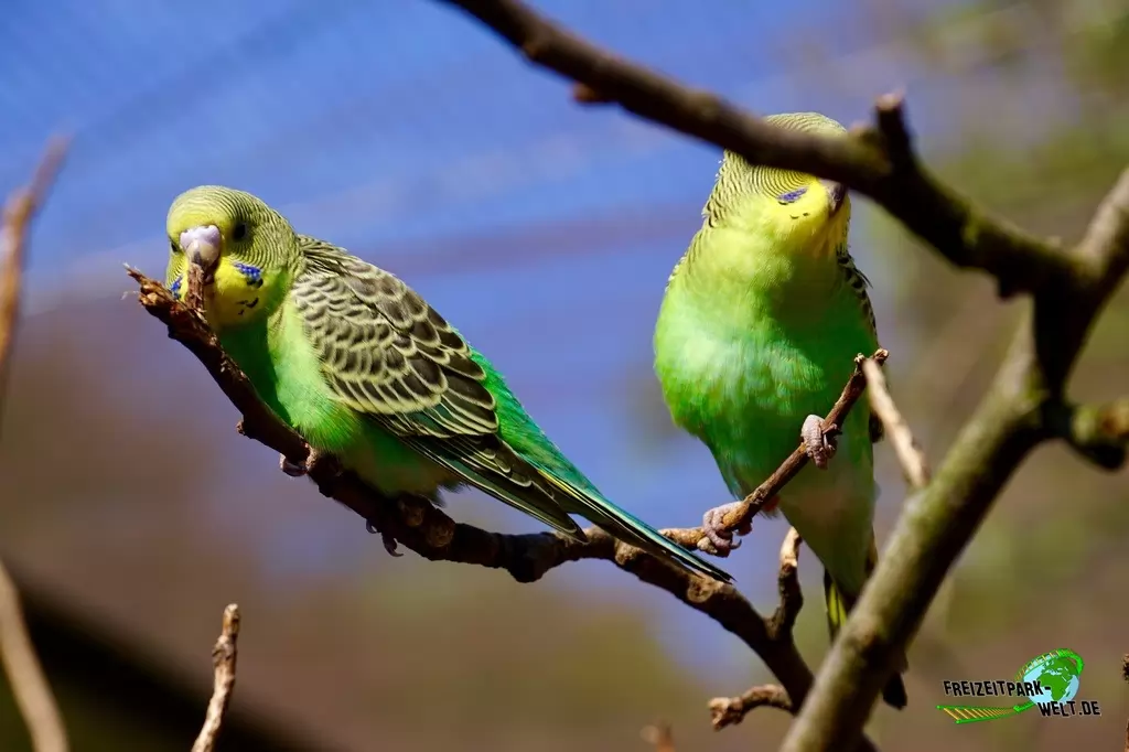 Wellensittich im Vogelpark Heiligenkirchen - 2017