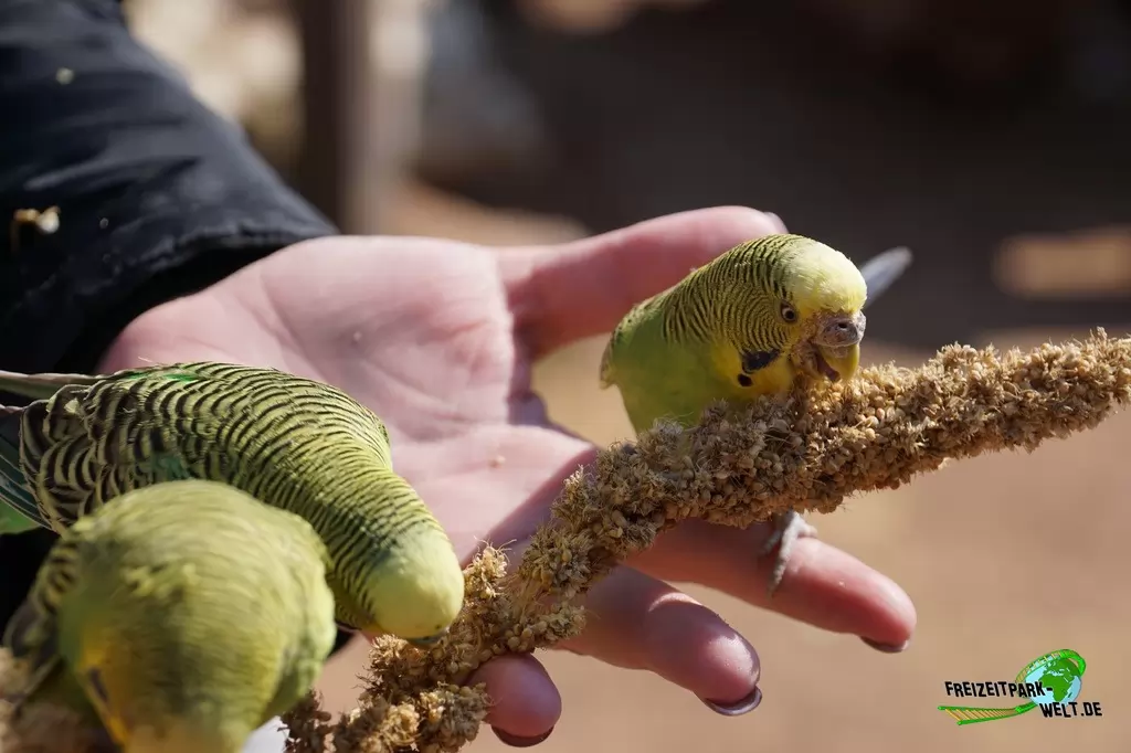 Wellensittich im Vogelpark Heiligenkirchen - 2017