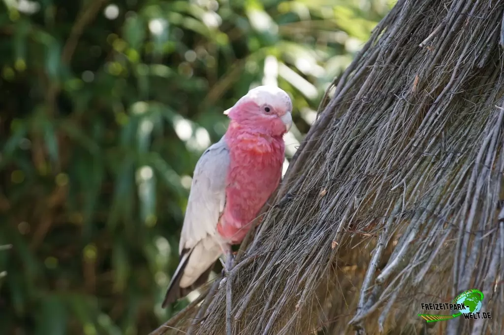Ara im Vogelpark Heiligenkirchen - 2017