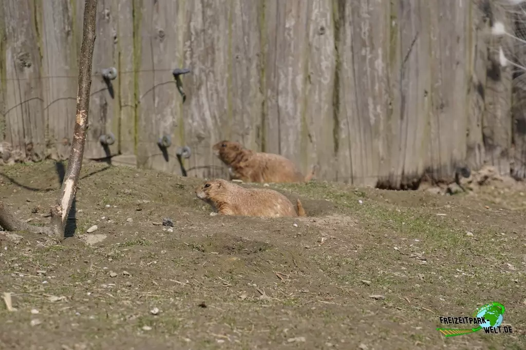 Präriehund im Vogelpark Heiligenkirchen - 2017