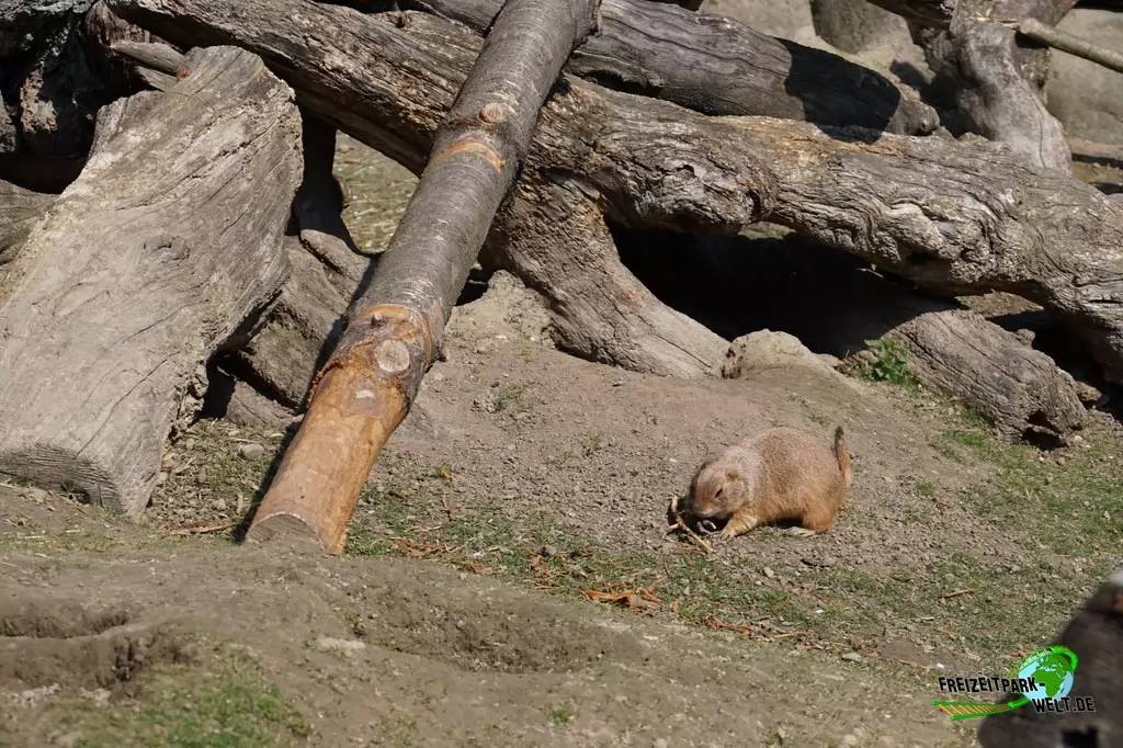 Präriehund im Vogelpark Heiligenkirchen - 2017