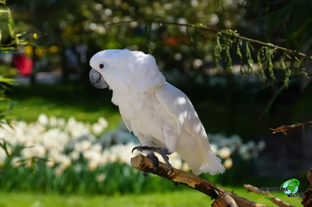 Ara im Vogelpark Heiligenkirchen - 2017