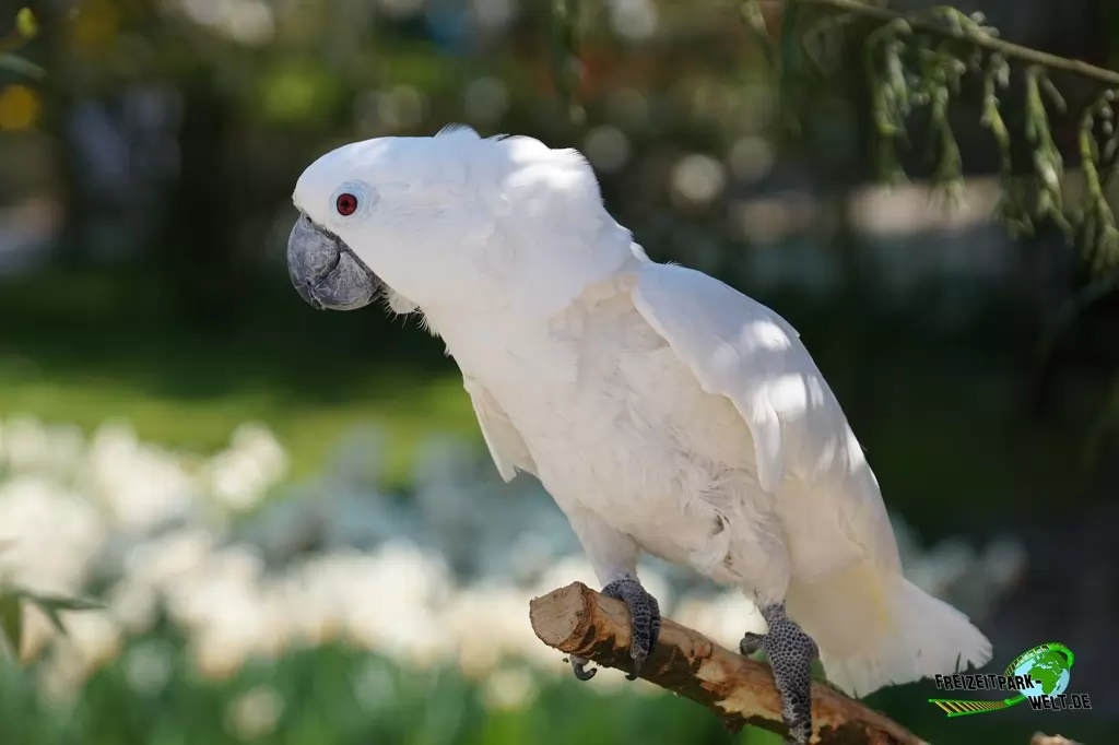 Ara im Vogelpark Heiligenkirchen - 2017