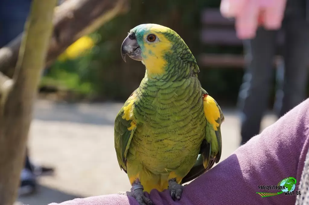 Ara im Vogelpark Heiligenkirchen - 2017
