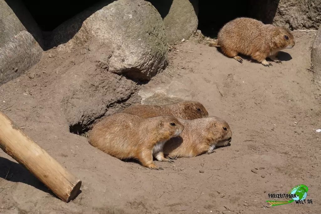 Präriehund im Vogelpark Heiligenkirchen - 2017
