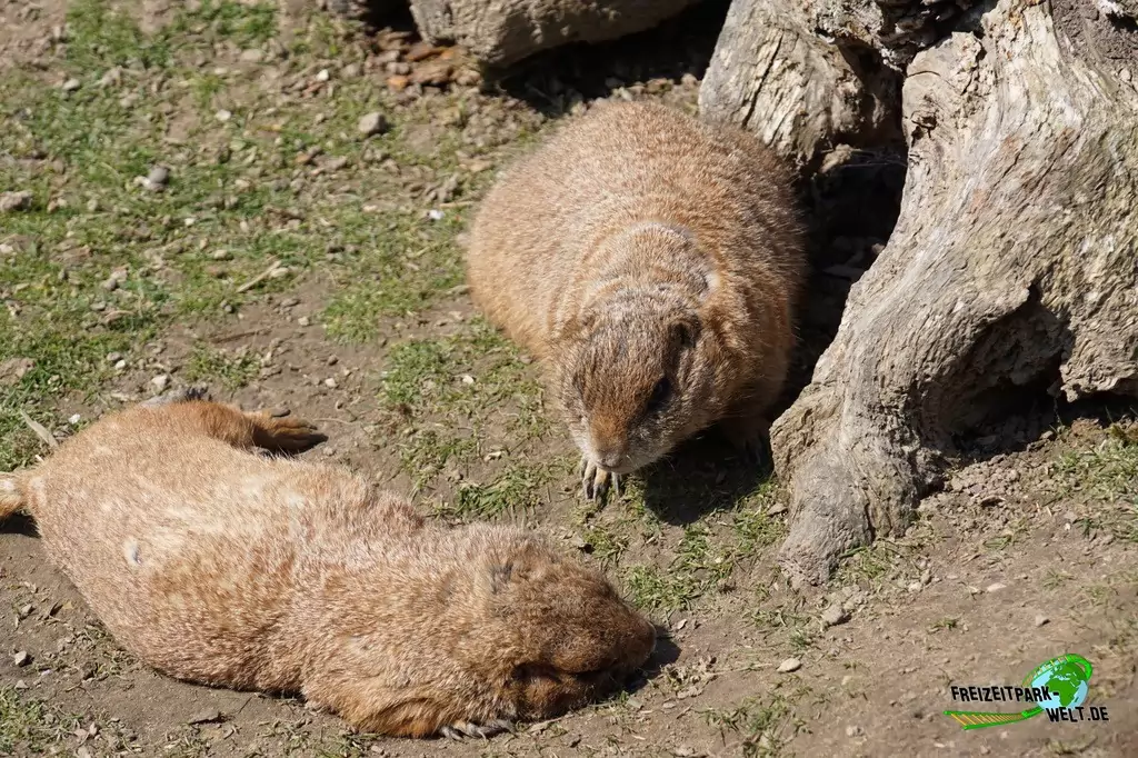 Präriehund im Vogelpark Heiligenkirchen - 2017