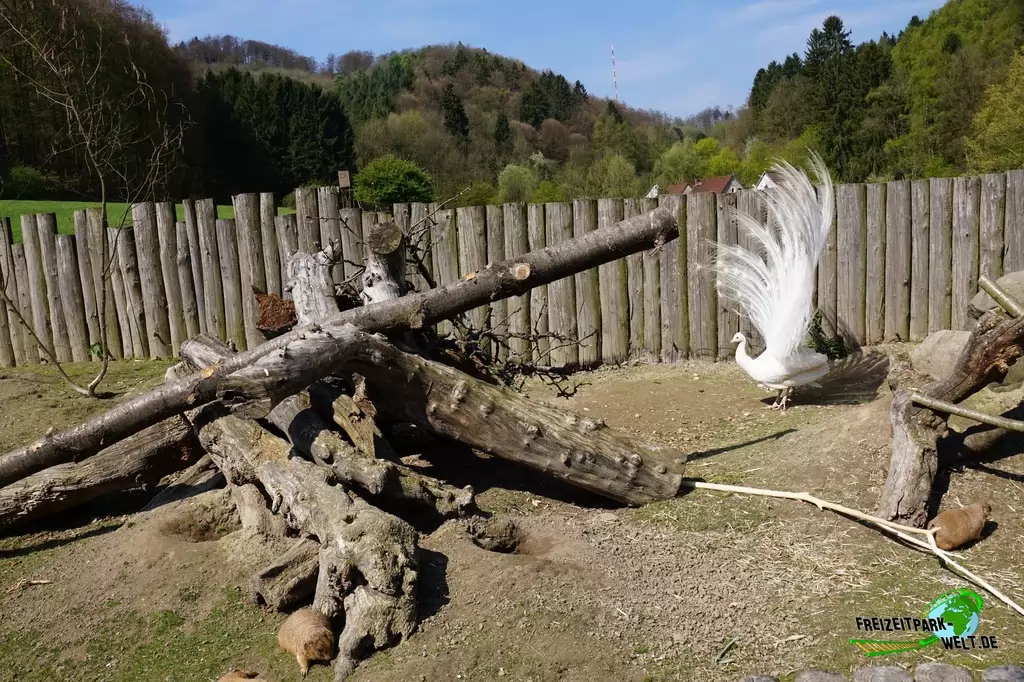 Präriehund im Vogelpark Heiligenkirchen - 2017