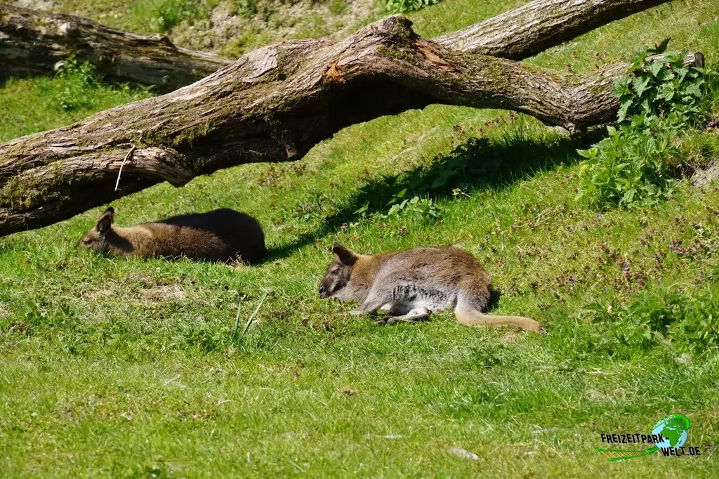 Benettkänguru im Vogelpark Heiligenkirchen - 2017