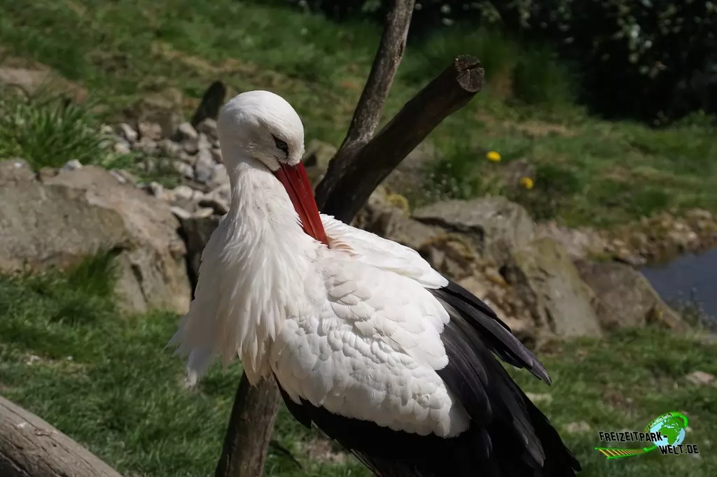 Weißstorch im Vogelpark Heiligenkirchen - 2017