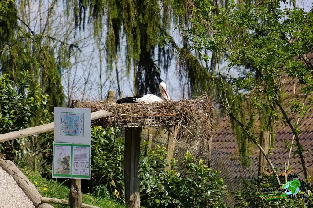 Weißstorch im Vogelpark Heiligenkirchen - 2017