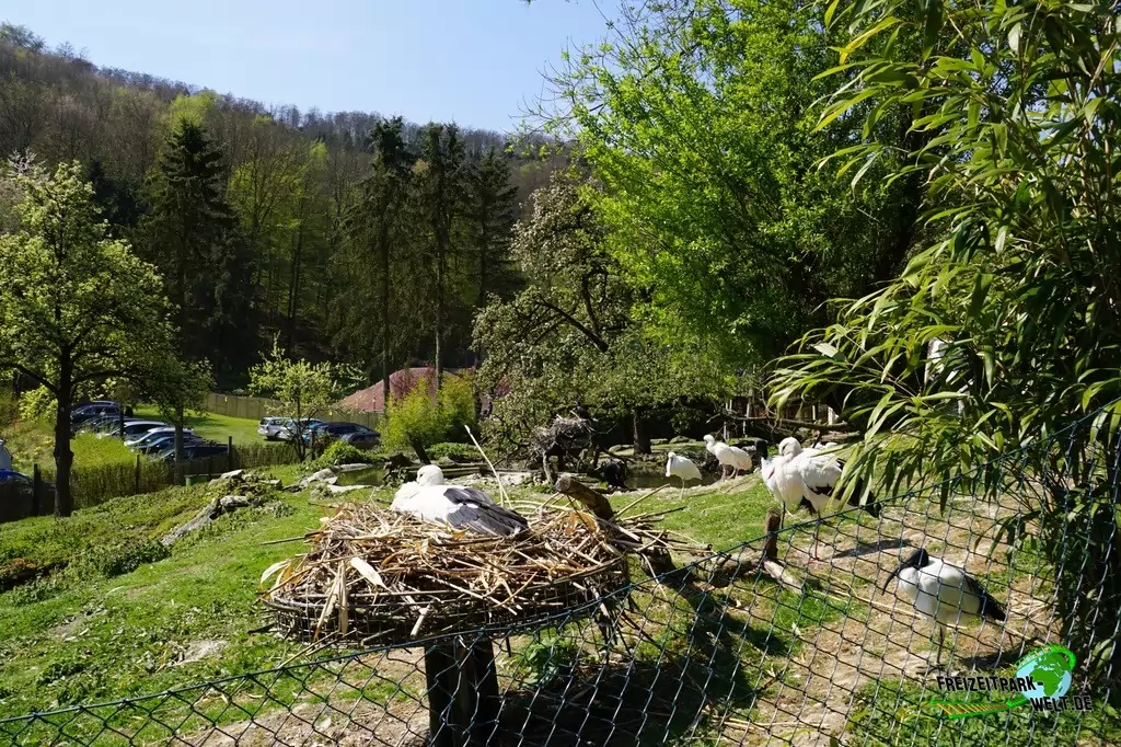 Weißstorch im Vogelpark Heiligenkirchen - 2017