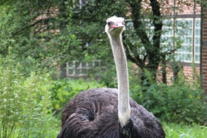 Mini-Galerie Weltvogelpark Walsrode Foto 3