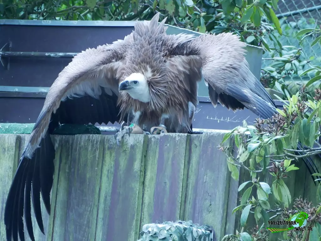 Westlicher Gänsegeier im Weltvogelpark Walsrode - 2023