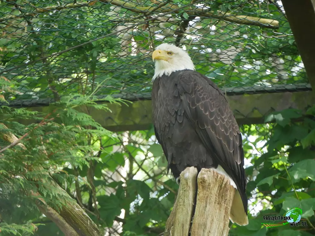 Weißkopf-Seeadler im Weltvogelpark Walsrode - 2023