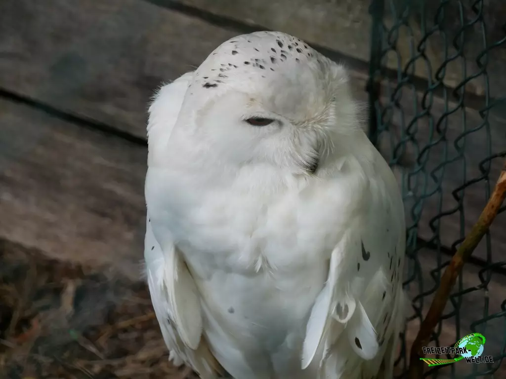 Schneeeule im Weltvogelpark Walsrode - 2023