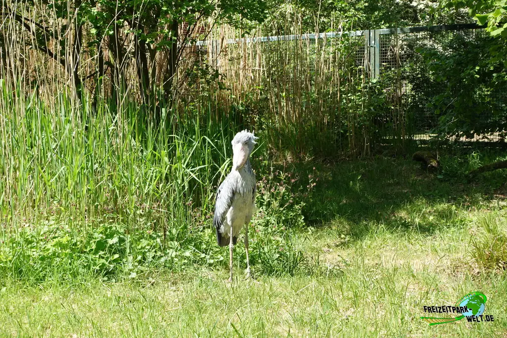 Schuhschnabel im Weltvogelpark Walsrode - 2025