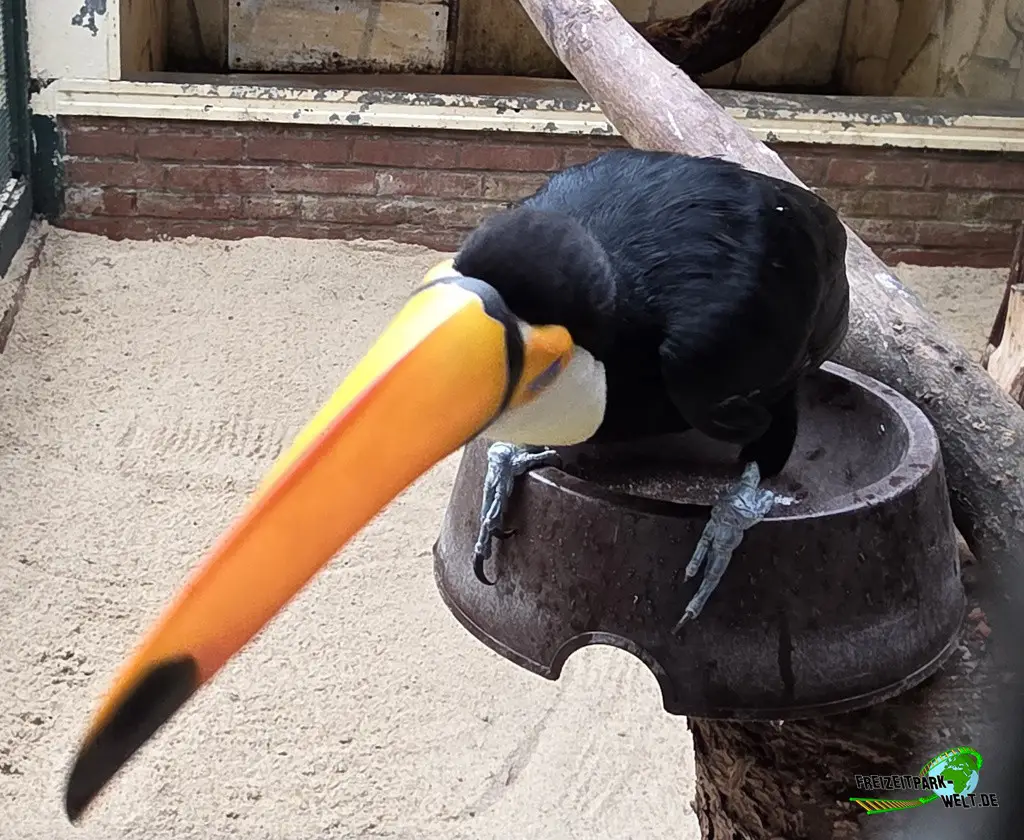 Riesentukan im Weltvogelpark Walsrode - 2026