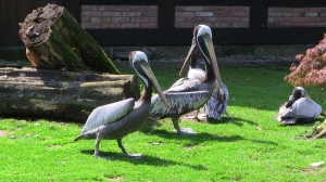 Teaserfoto Weltvogelpark Walsrode