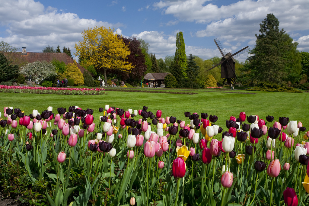 Im FrTulpenwiese.jpg