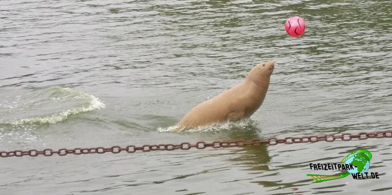 Seehunde - Westküstenpark & Robbarium