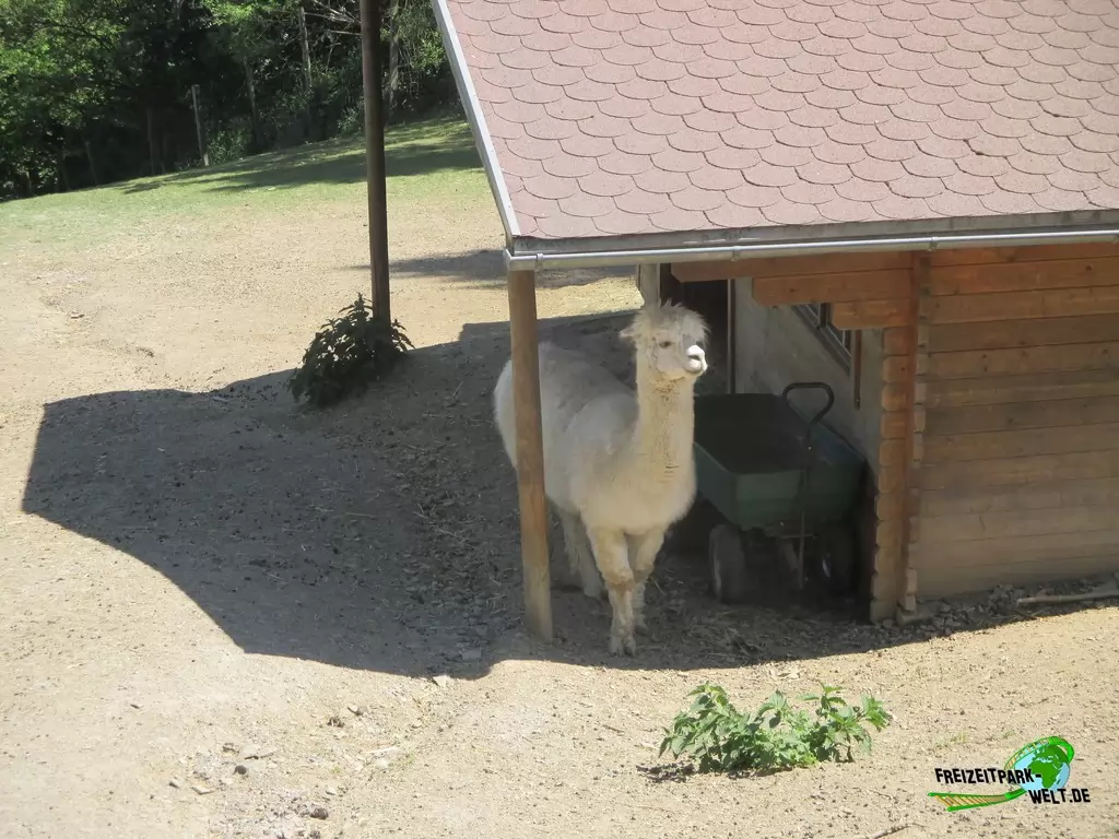 Alpaka im Wild- und Freizeitpark Westerwald - 2020