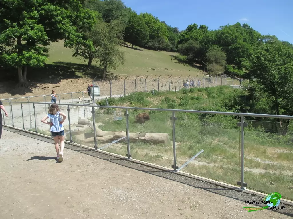 Braunbär im Wild- und Freizeitpark Westerwald - 2020