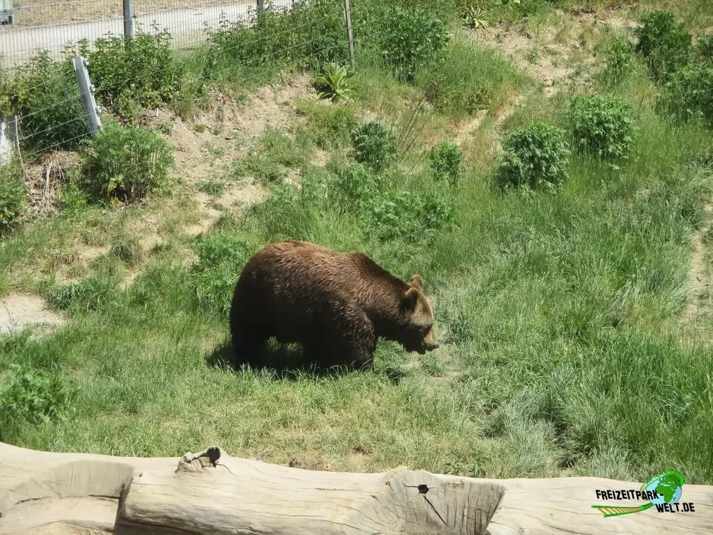 Braunbär im Wild- und Freizeitpark Westerwald - 2020