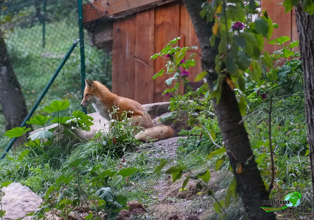Rotfuchs im Wildparadies Tripsdrill - 2023