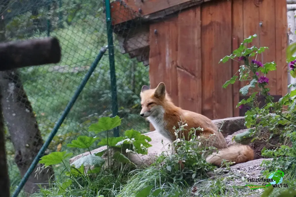 Rotfuchs im Wildparadies Tripsdrill - 2023