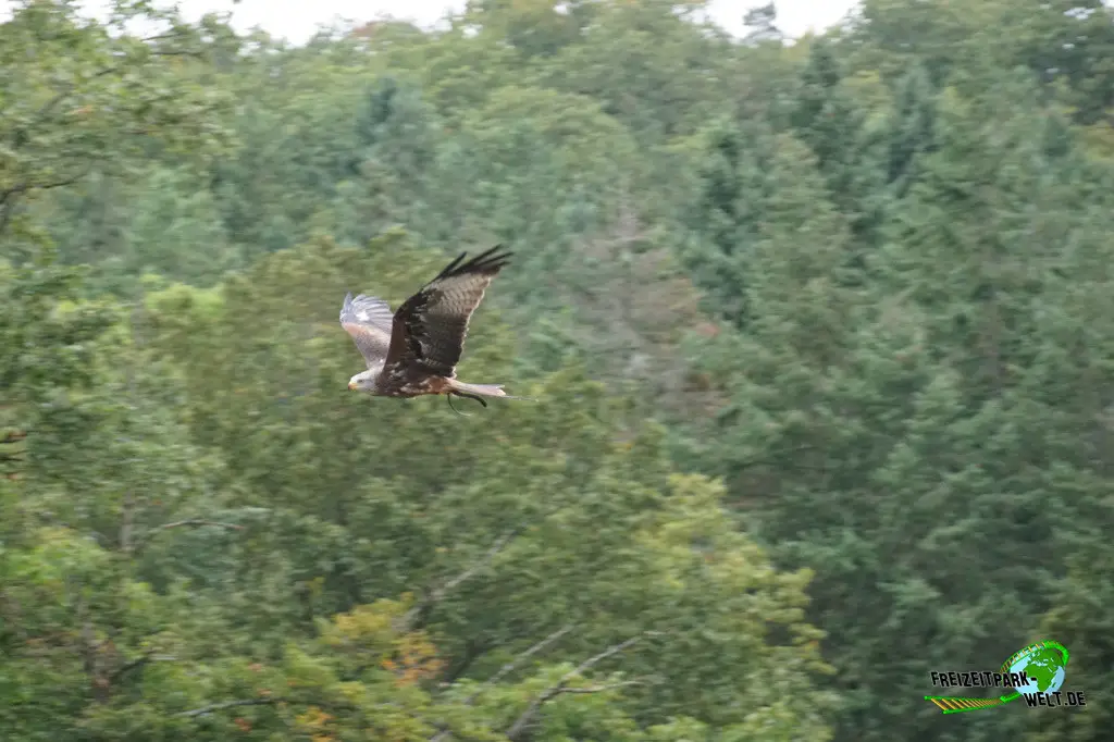 Flugvorführung im Wildparadies Tripsdrill - 2023