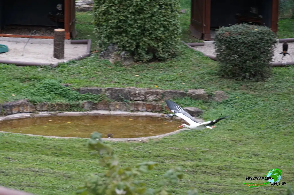 Flugvorführung im Wildparadies Tripsdrill - 2023: Auch ein Storch darf seit einiger Zeit bei der Flugshow mitmachen