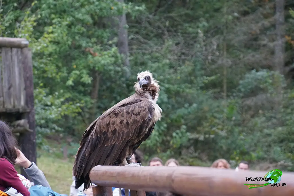 Flugvorführung im Wildparadies Tripsdrill - 2023