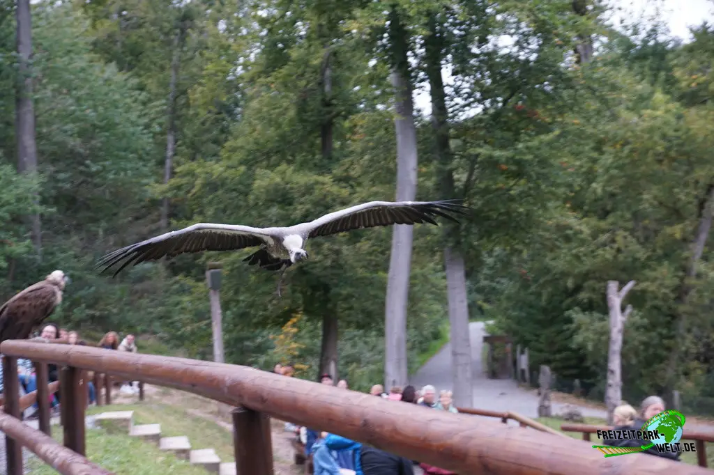 Flugvorführung im Wildparadies Tripsdrill - 2023