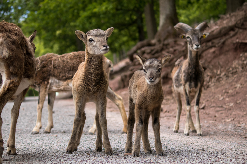 Wildparadies_Mufflon_Nachwuchs.jpg