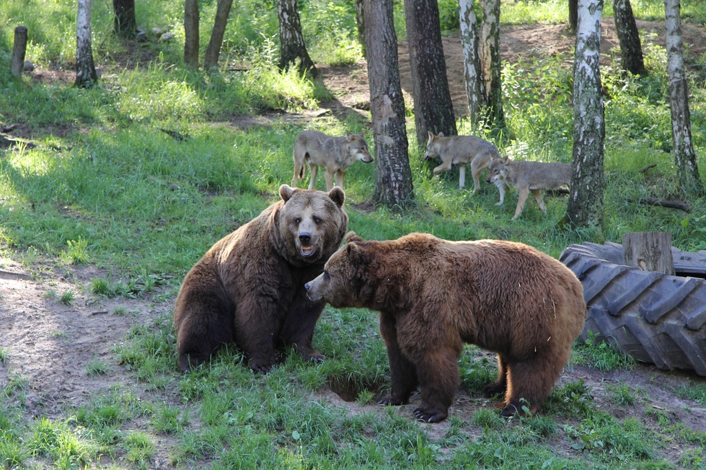 Wildpark-MV - 2019