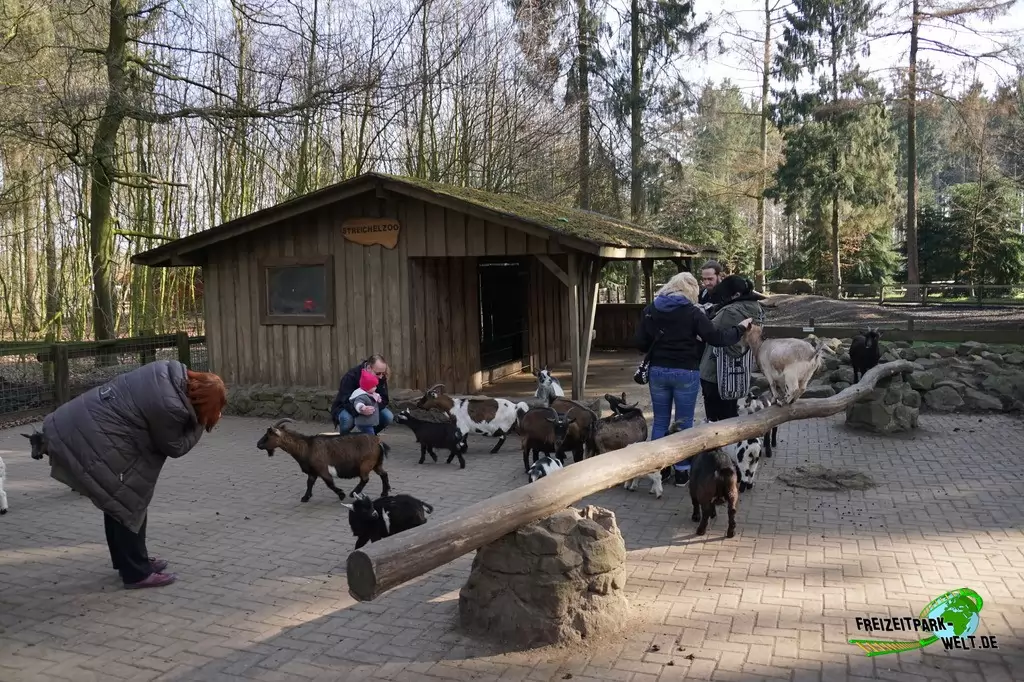 Afrikanische Zwergziege im Wildpark Frankenhof - 2016