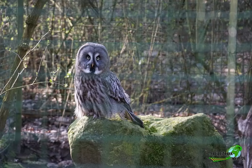 Bartkauz im Wildpark Frankenhof - 2016