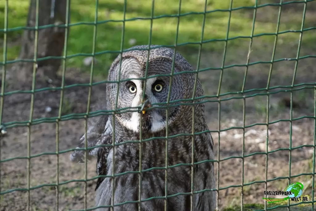 Bartkauz im Wildpark Frankenhof - 2016