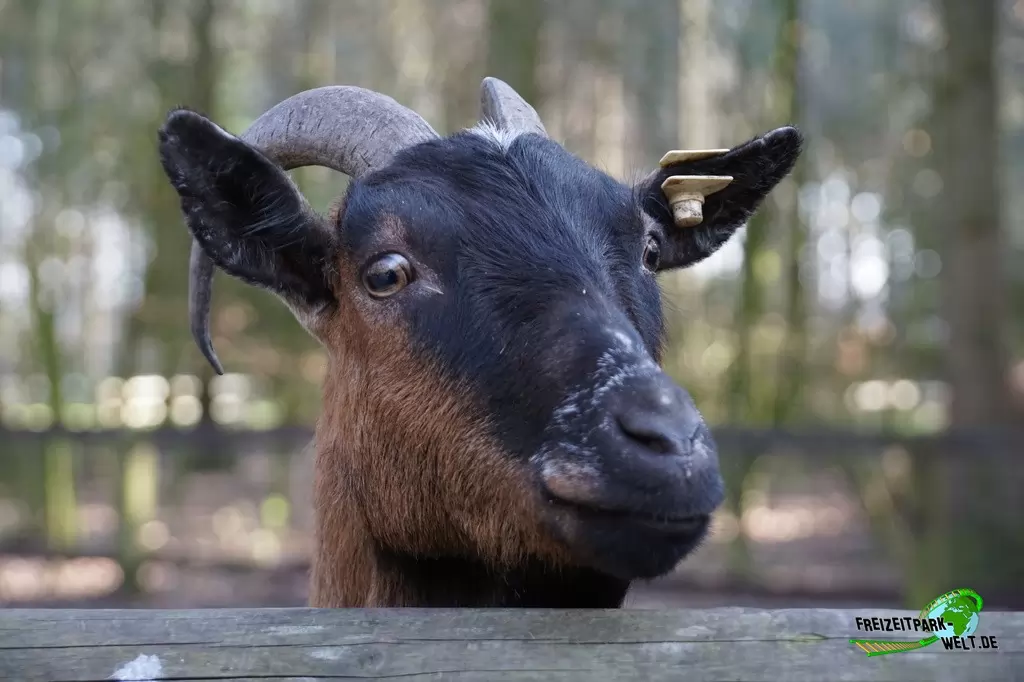 Afrikanische Zwergziege im Wildpark Frankenhof - 2016