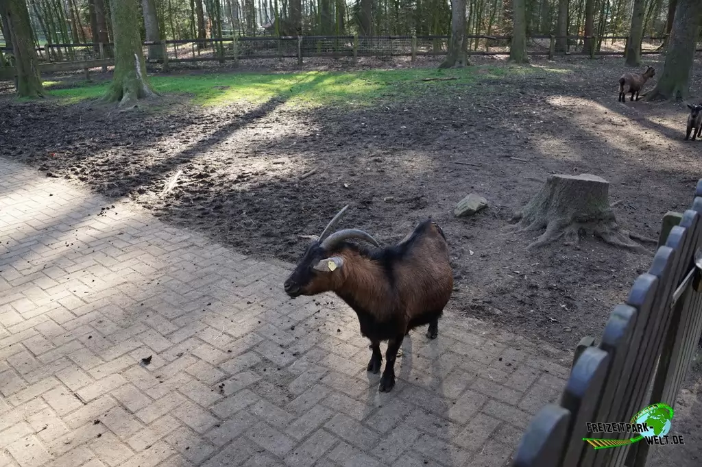 Afrikanische Zwergziege im Wildpark Frankenhof - 2016
