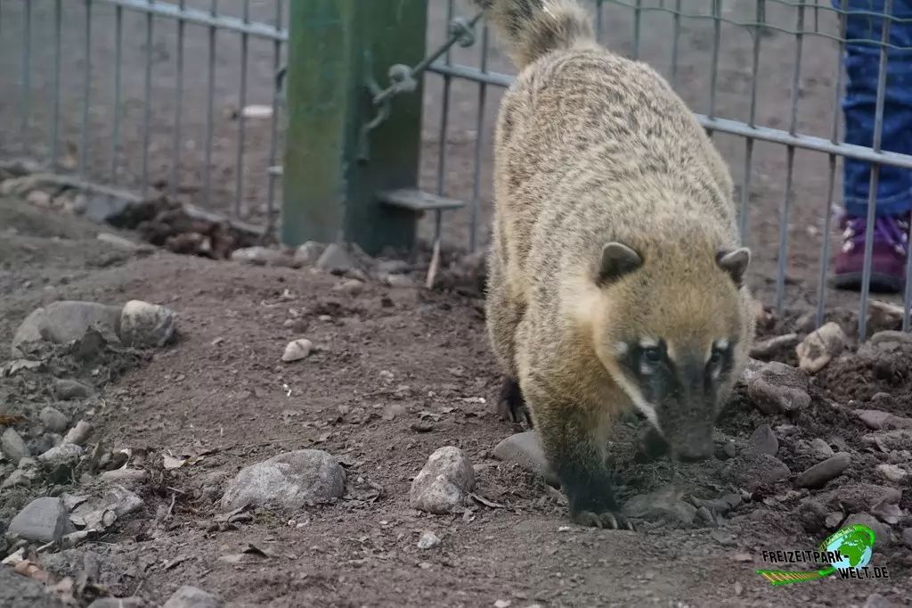 Nasenbär im Wildpark Frankenhof - 2016