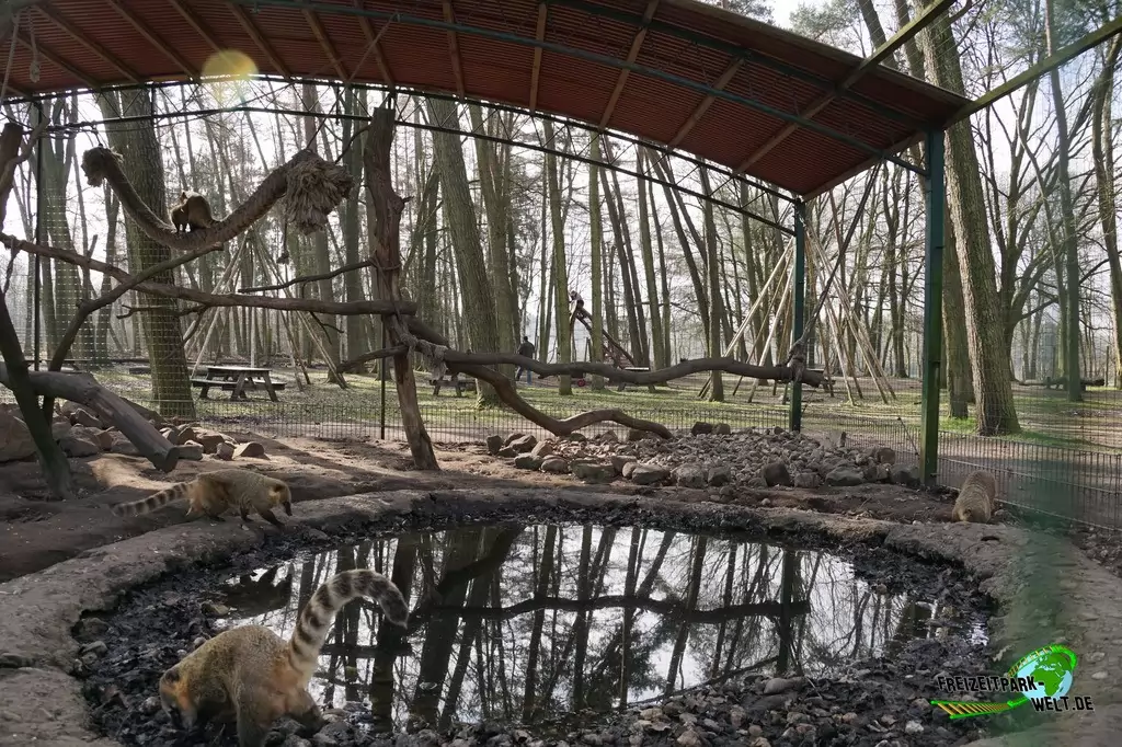 Nasenbär im Wildpark Frankenhof - 2016