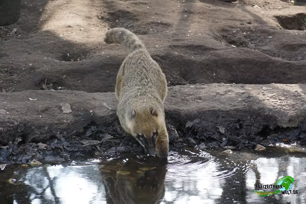 Nasenbär im Wildpark Frankenhof - 2016